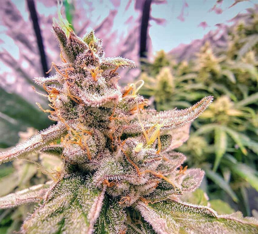 Seedsman Seeds Pineapple OG Automatic Hanfsamen Cannabisblüte