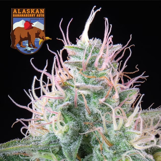 Seedsman Seeds Alaskan Bananaberry Automatic Hanfsamen