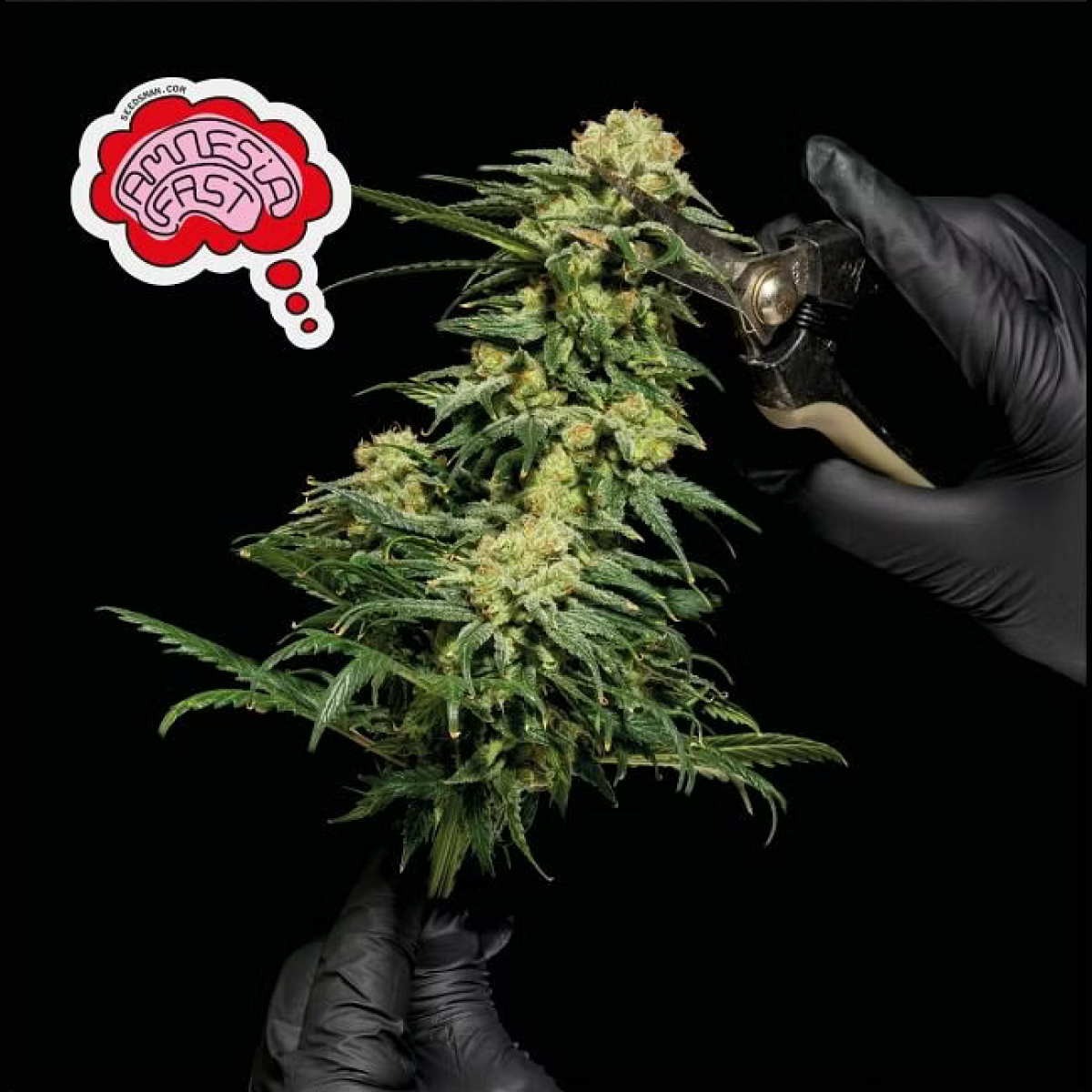 Seedsman Seeds Amnesia FAST Feminisierte Hanfsamen