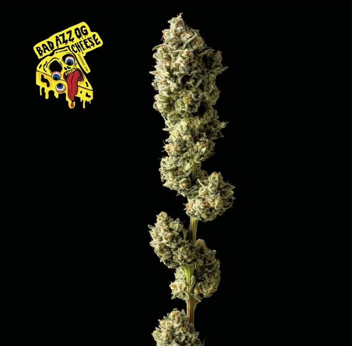 Seedsman Seeds Badazz OG Chesse Feminisierte Hanfsamen