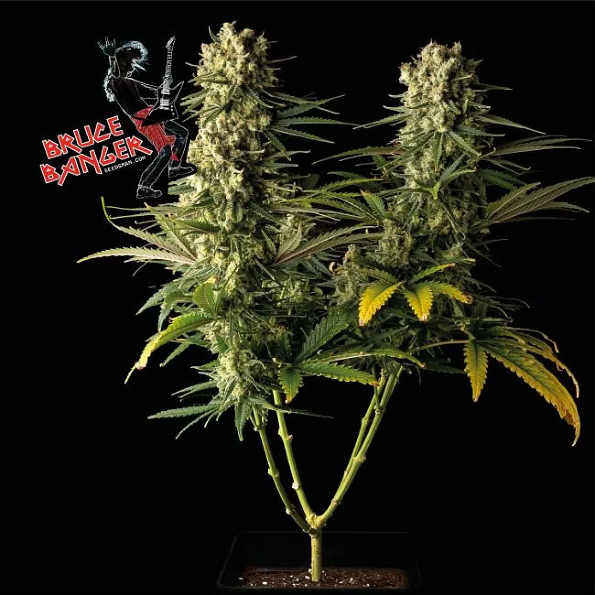 Seedsman Seeds Bruce Banger Feminisierte Hanfsamen