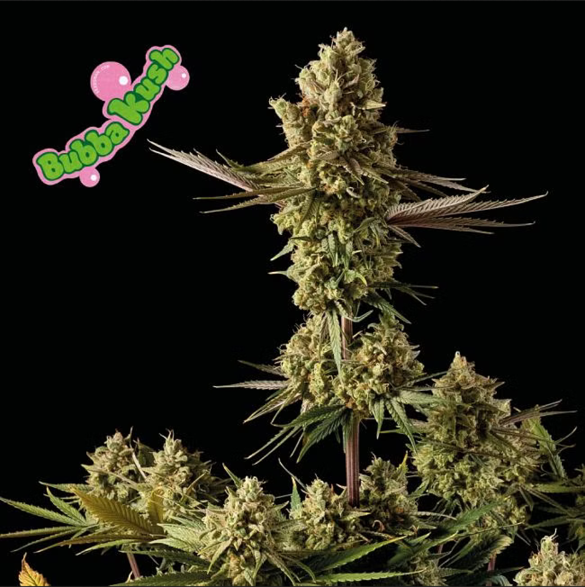 Seedsman Seeds Bubba Kush Feminisierte Hanfsamen