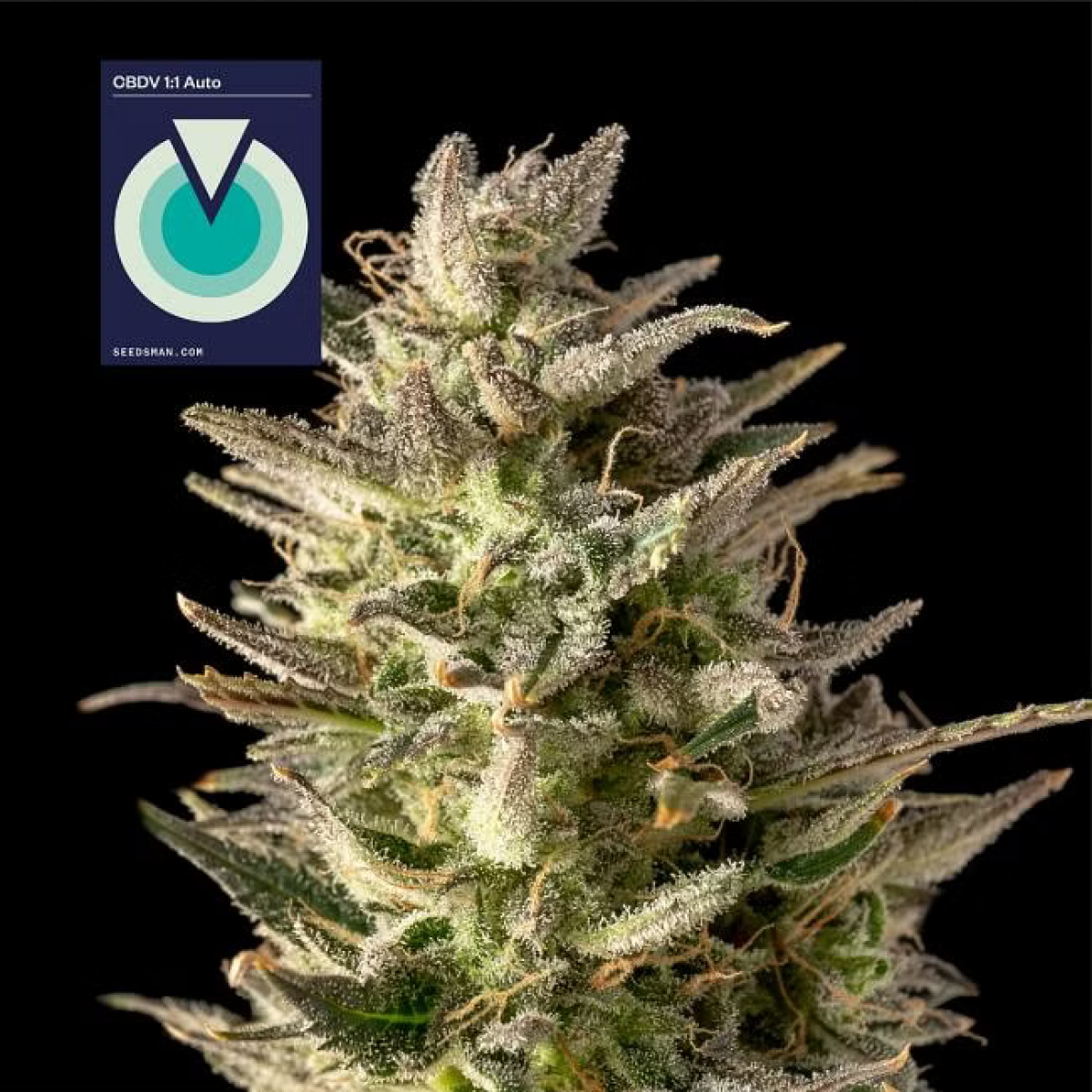 Seedsman Seeds CBDV 1:1 Automatic Hanfsamen