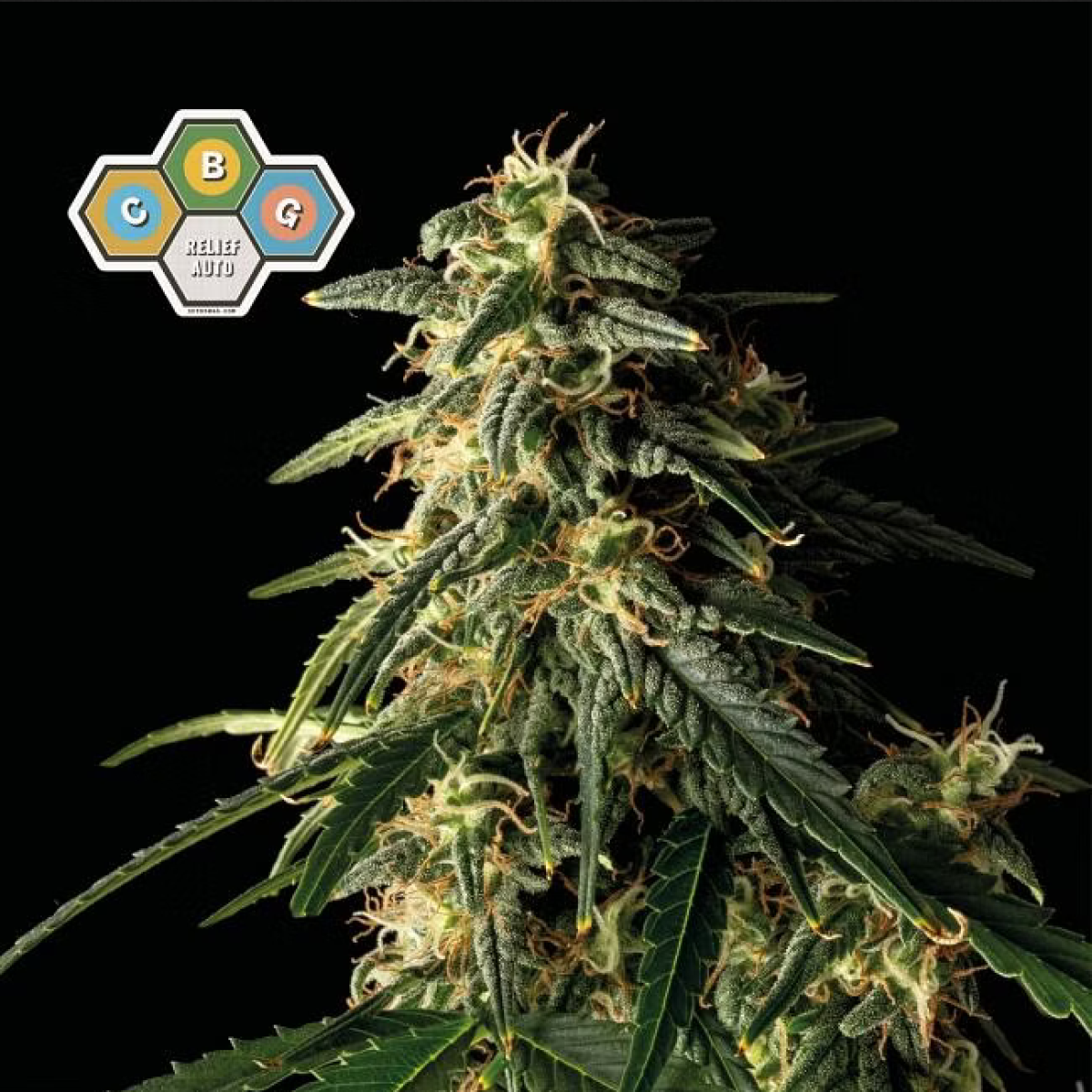 Seedsman Seeds CBG Relief Automatic Hanfsamen