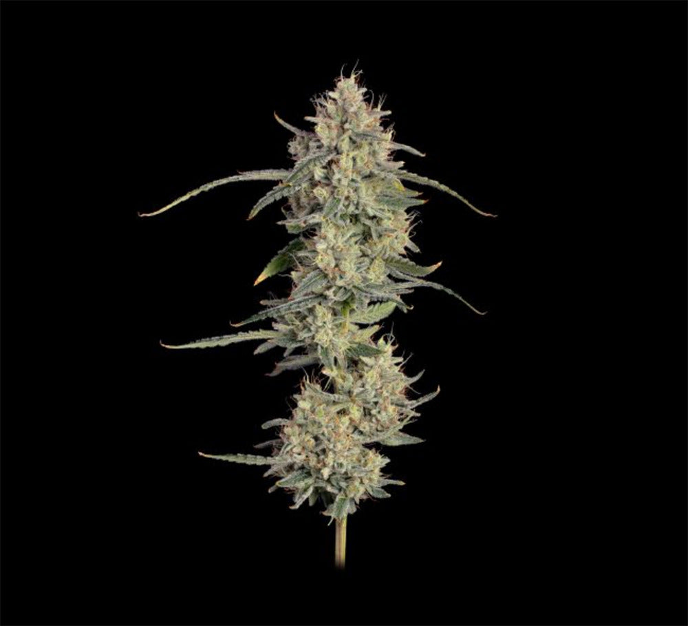 Seedsman Seeds Chem Cookies Automatic Hanfsamen Blüte