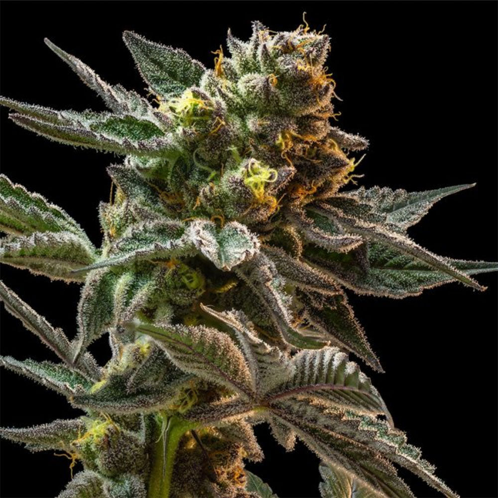 Seedsman Seeds Gush Mintz Feminisierte Hanfsamen Blüte