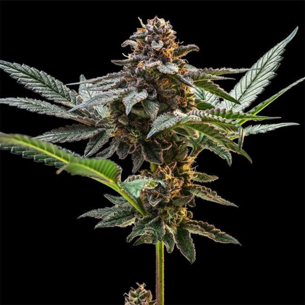 Seedsman Seeds Jelly Cake Feminisierte Hanfsamen Blüte