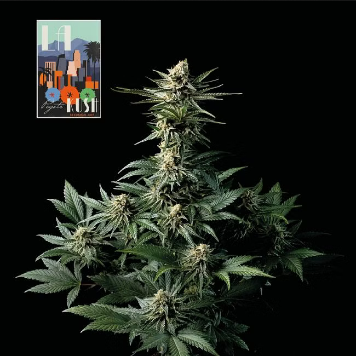 Seedsman Seeds L.A Peyote Kush Feminisierte Hanfsamen