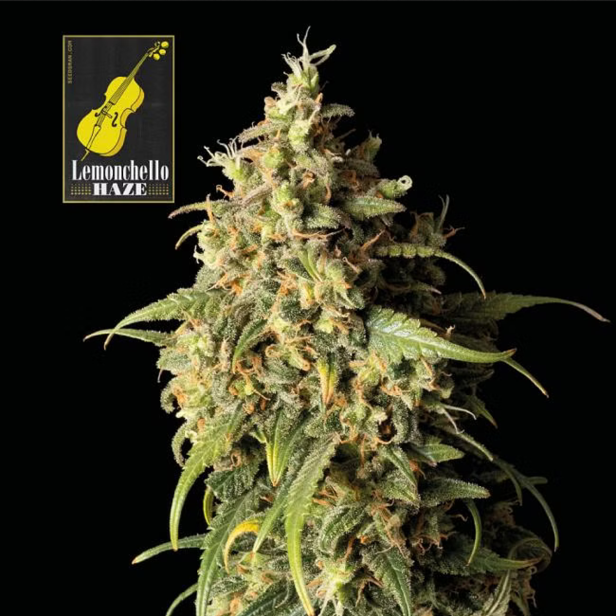 Seedsman Seeds Lemonchello Haze Feminisierte Hanfsamen