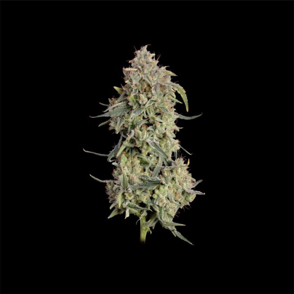 Seedsman Seeds Thai Cookies Automatic Hanfsamen Blüte