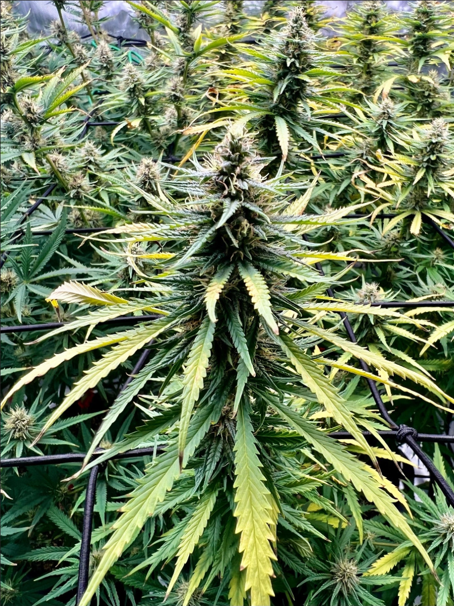 Seedsman Seeds Mama Thai Reguläre Hanfsamen
