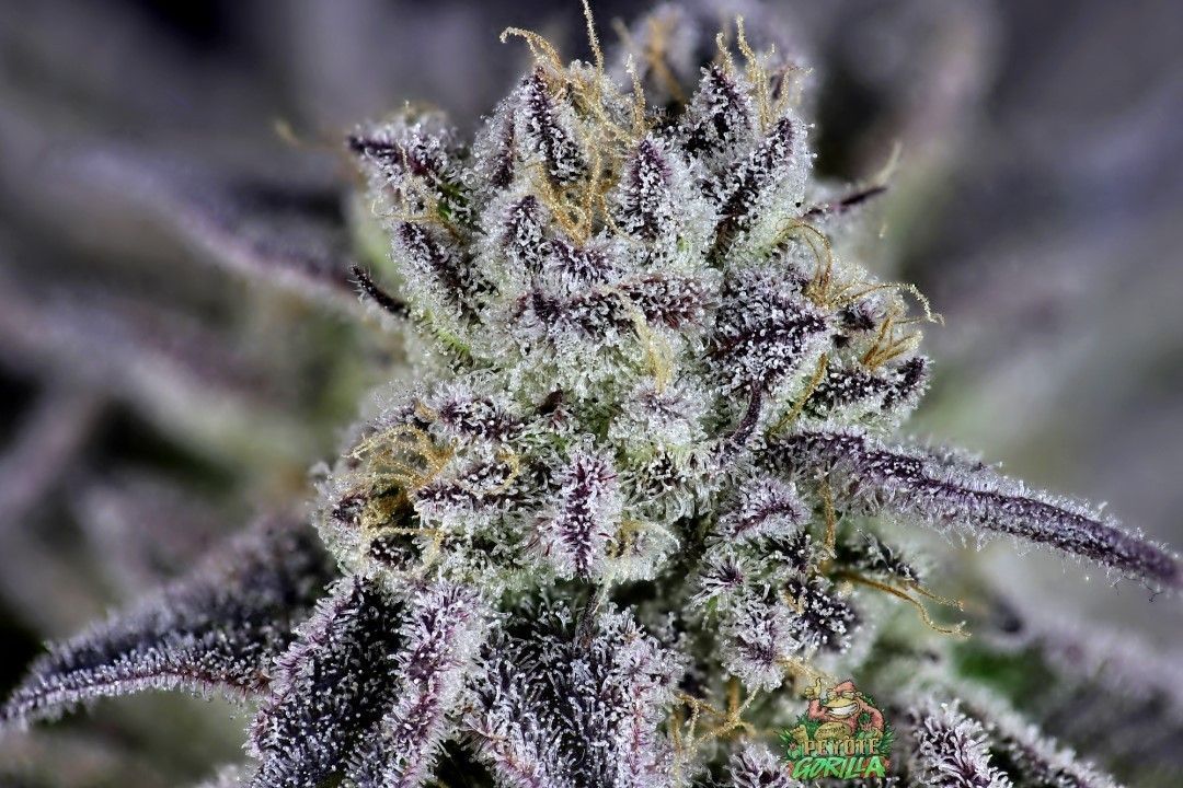 Seedsman Peyote Wi-Fi CBD Feminisierte Hanfsamen