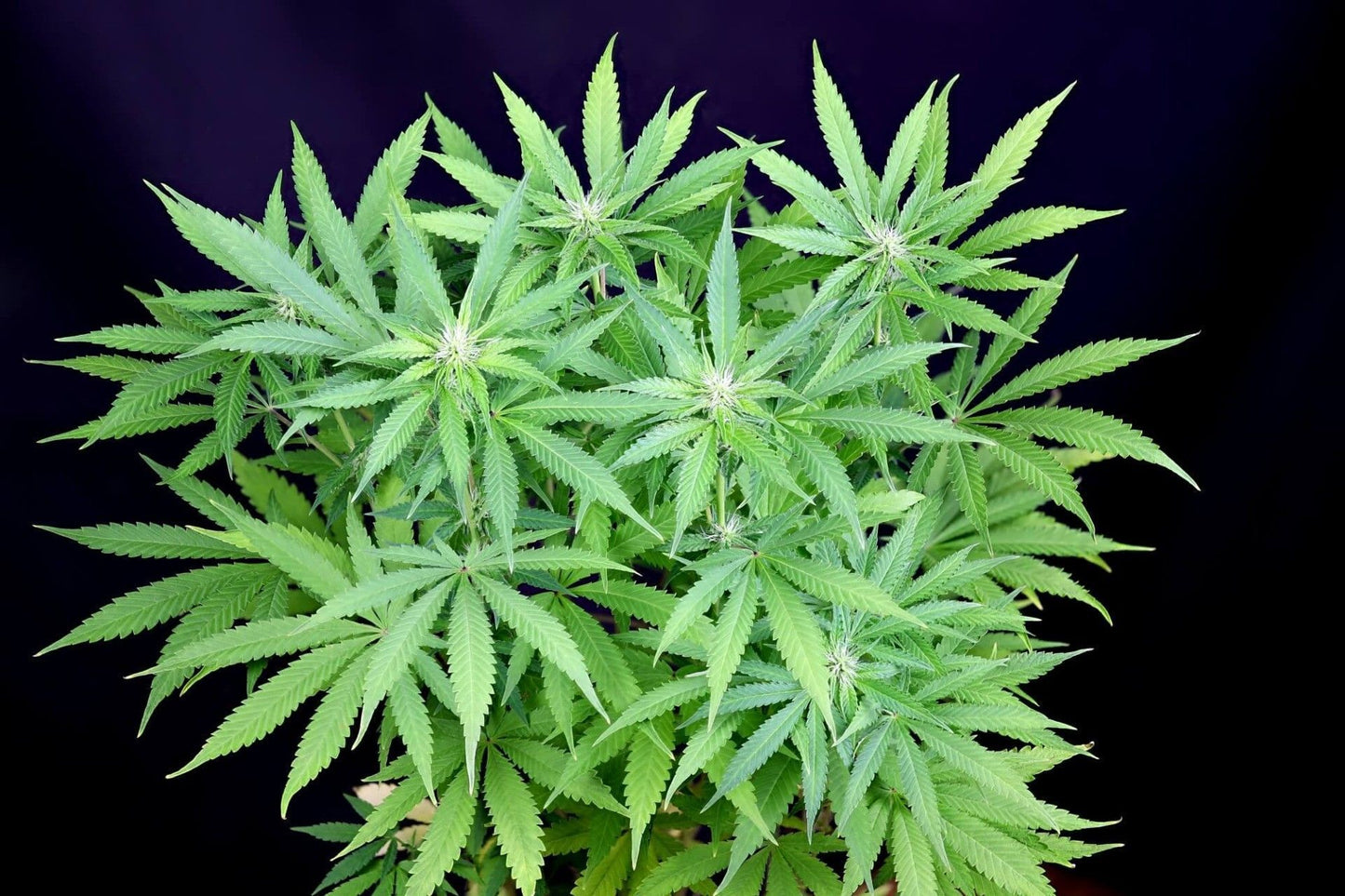 Seedsman Seeds Peyote Forum Feminisierte Hanfsamen