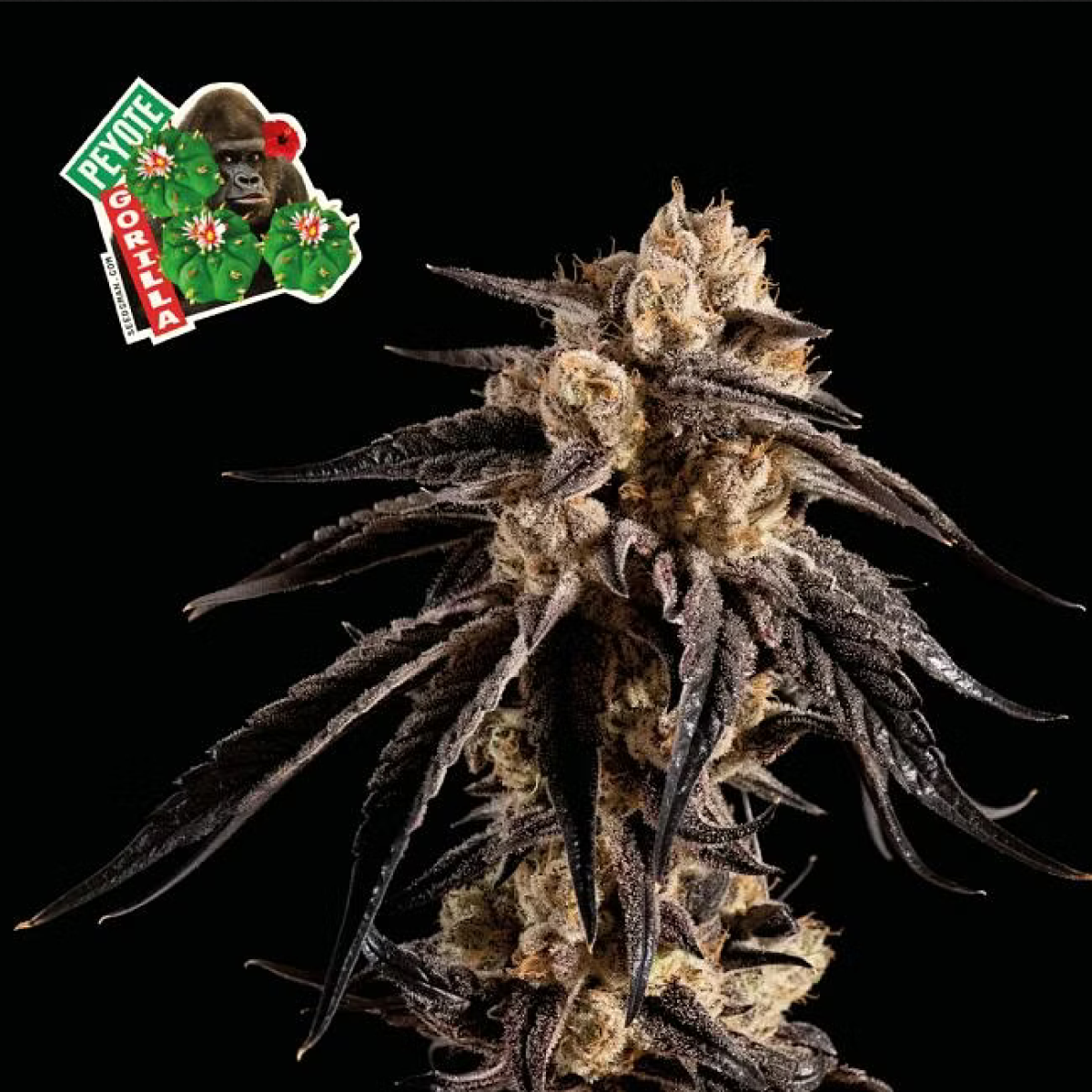 Seedsman Seeds Peyote Gorilla Feminisierte Hanfsamen