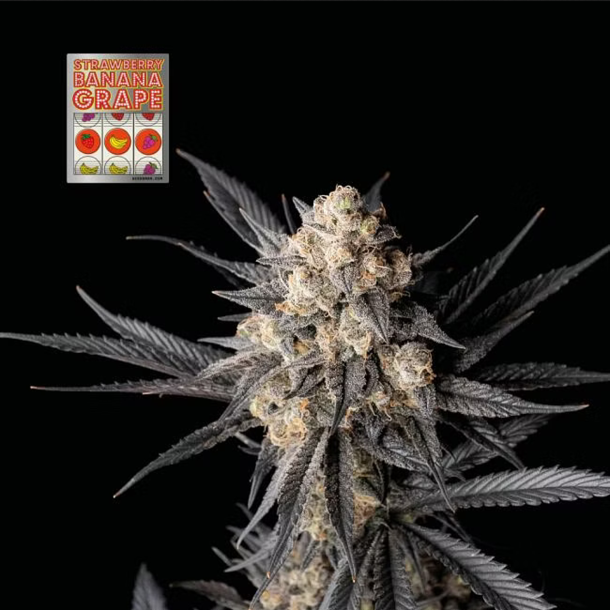 Seedsman Seeds Strawberry Bannana Grape Feminisierte Hanfsamen