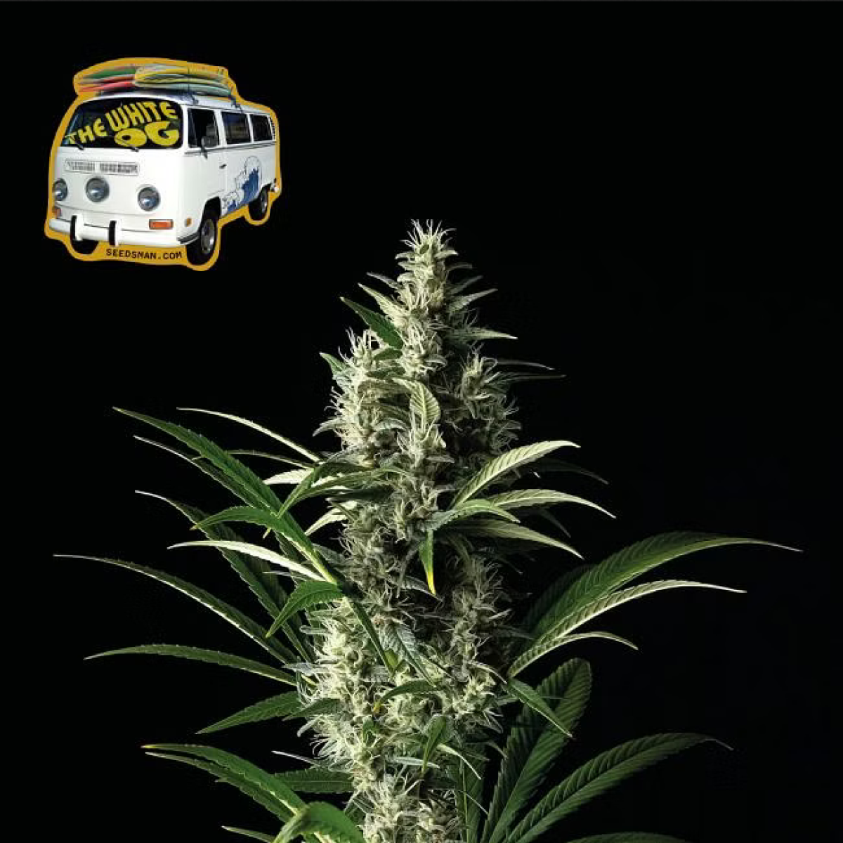 Seedsman Seeds The White OG Feminisierte Hanfsamen