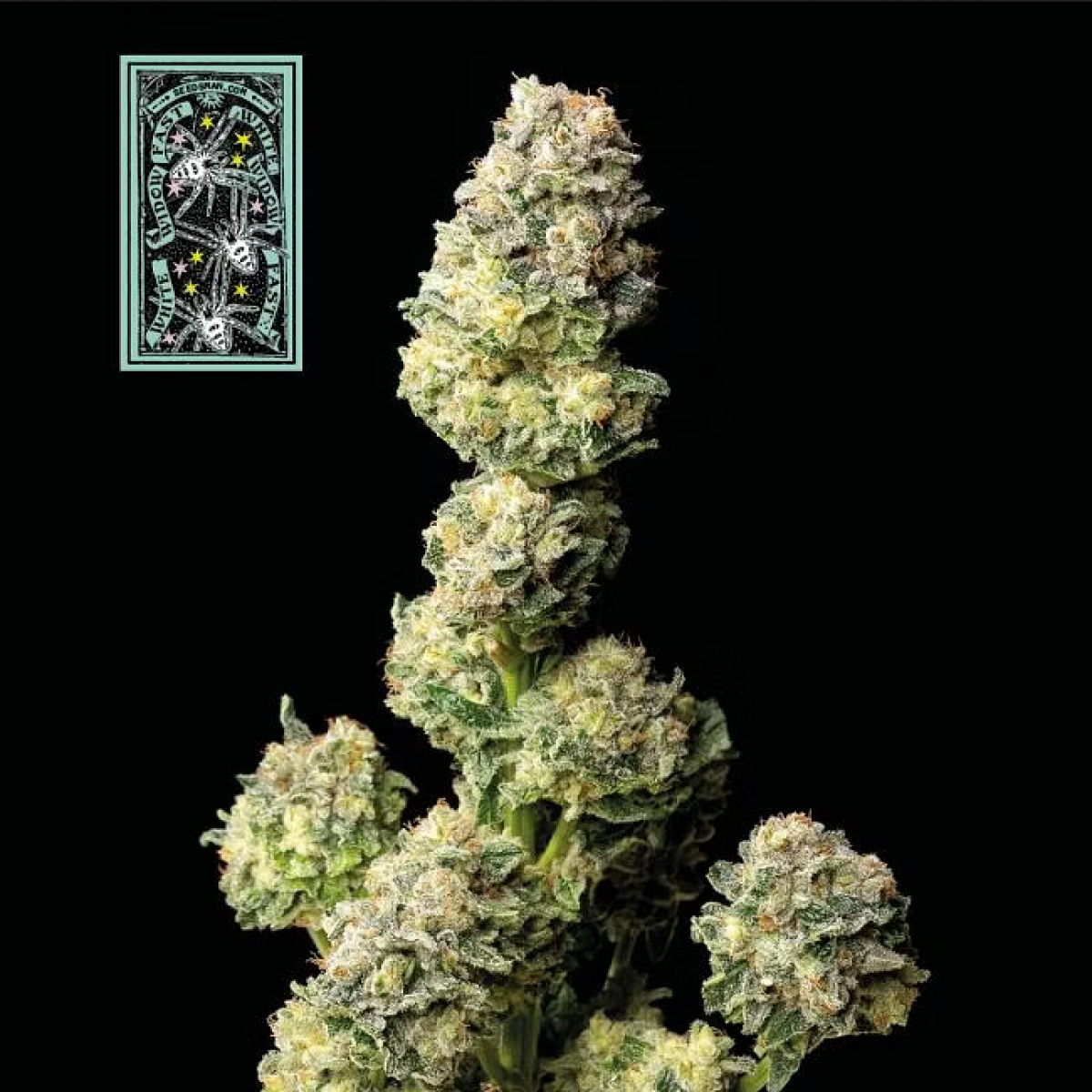 Seedsman Seeds White Widow FAST Feminisierte Hanfsamen