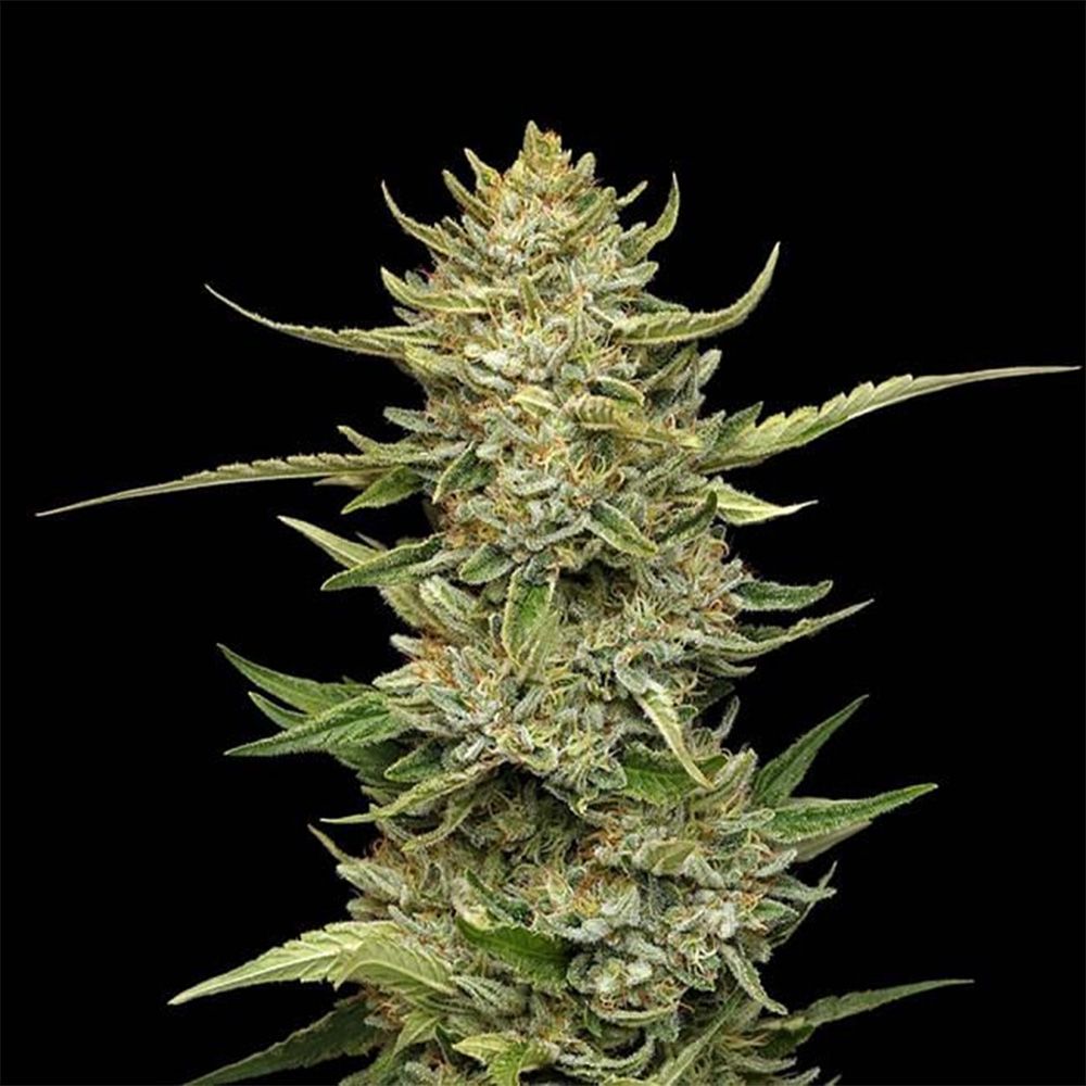 Seedsman Seeds Sour Diesel Automatic Hanfsamen Cannabisblüte