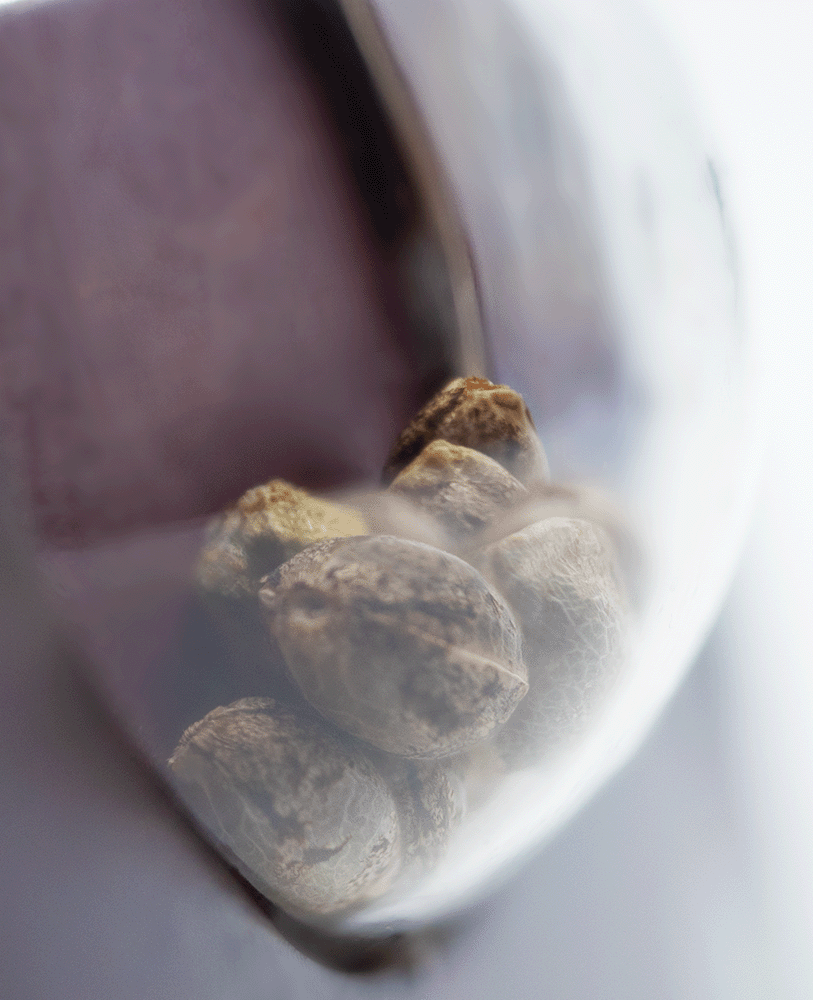 Sensi Seeds Afghani#1 feminisierte Hanfsamen Blüte