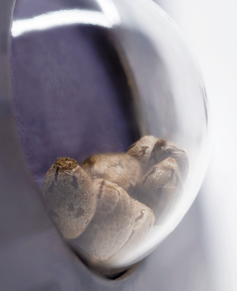 Sensi Seeds Big Bud Automatic Hanfsamen Blüte