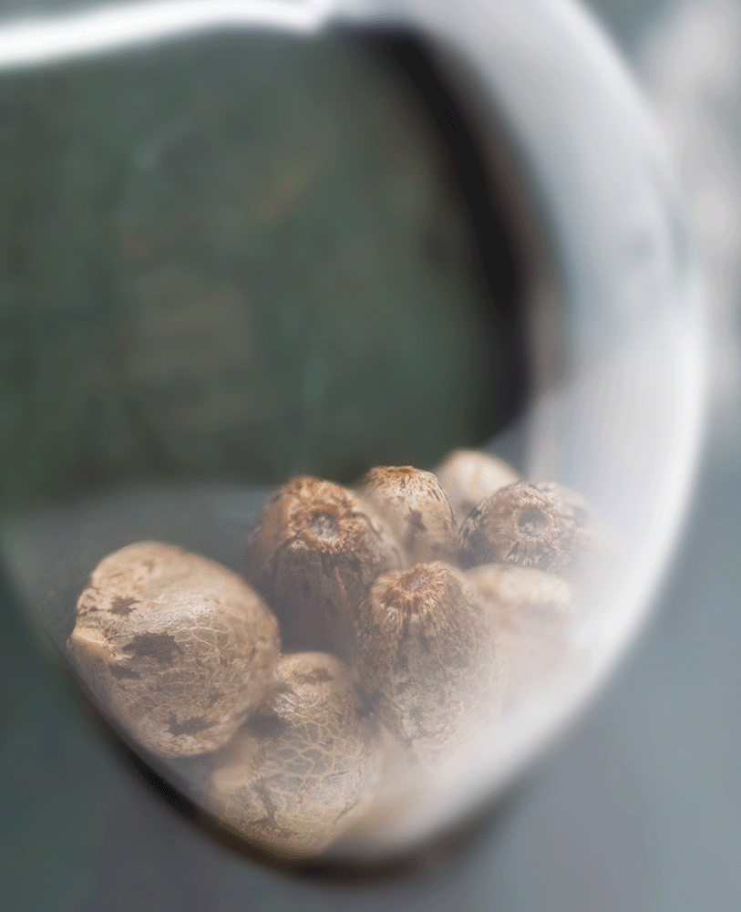 Sensi Seeds Black Domina reguläre Hanfsamen Blüte