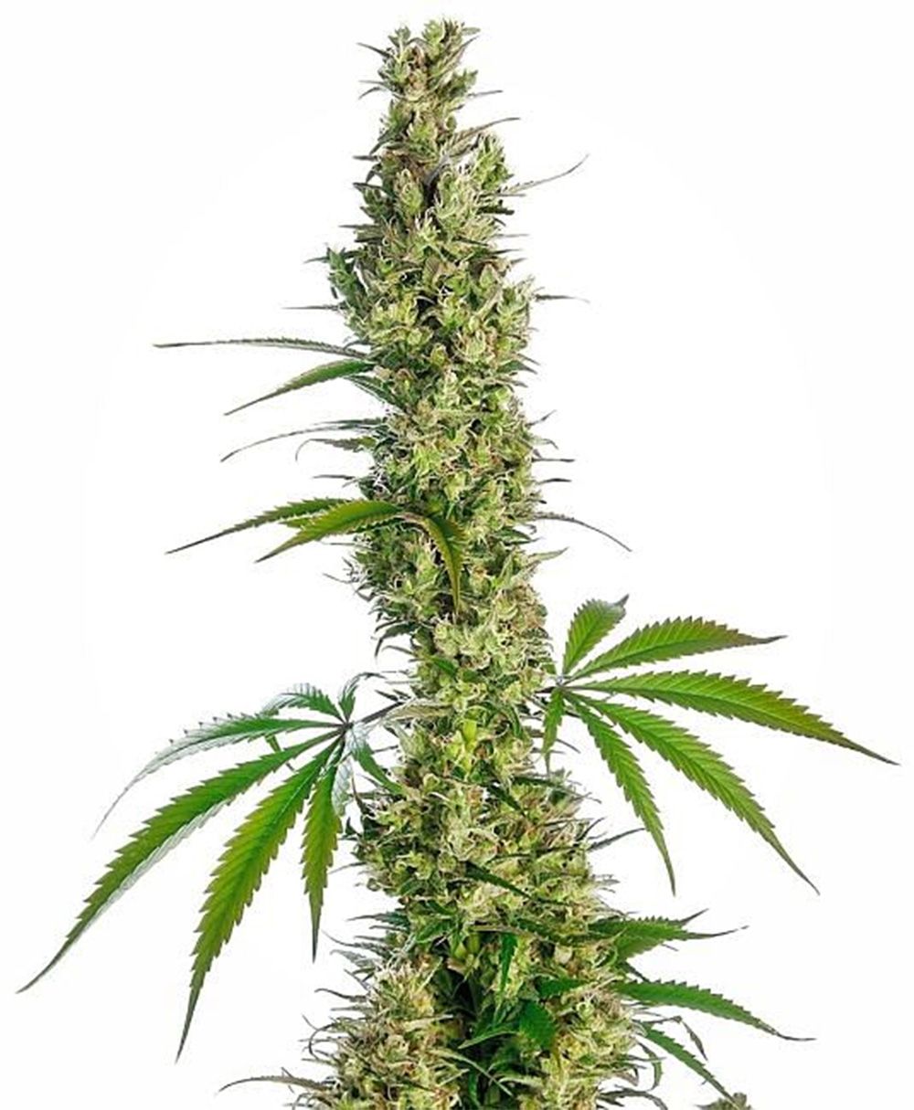 sensi seeds Eagle Bill hanfpflanze