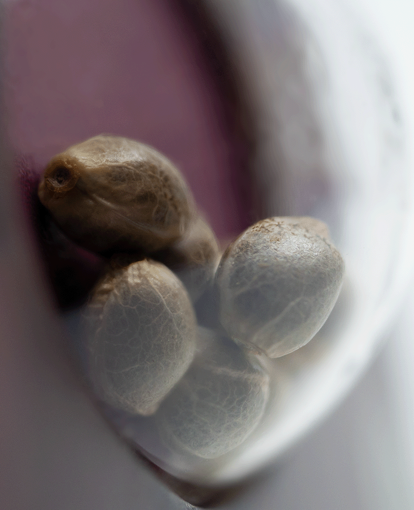 Sensi Seeds Early Skunk feminisierte Hanfsamen Blüte