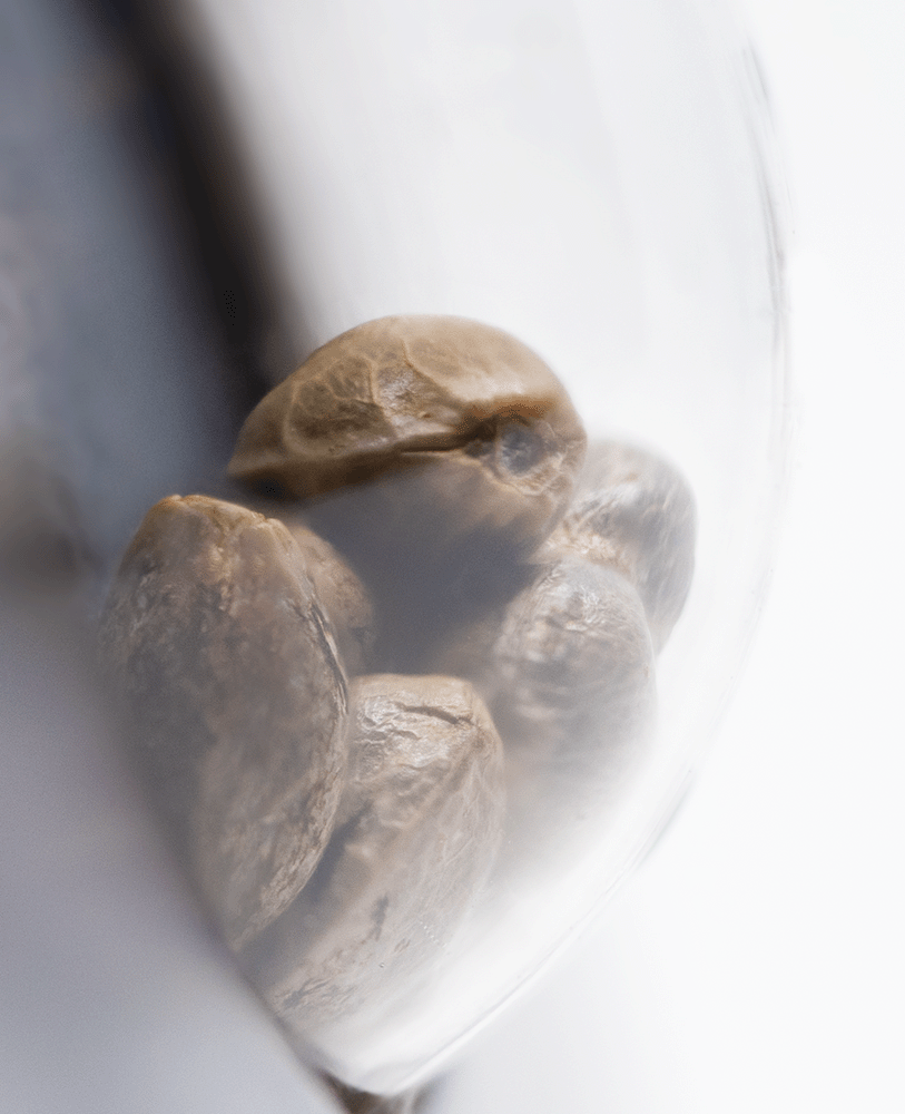 Sensi Seeds Hindu Kush automatic Hanfsamen Blüte