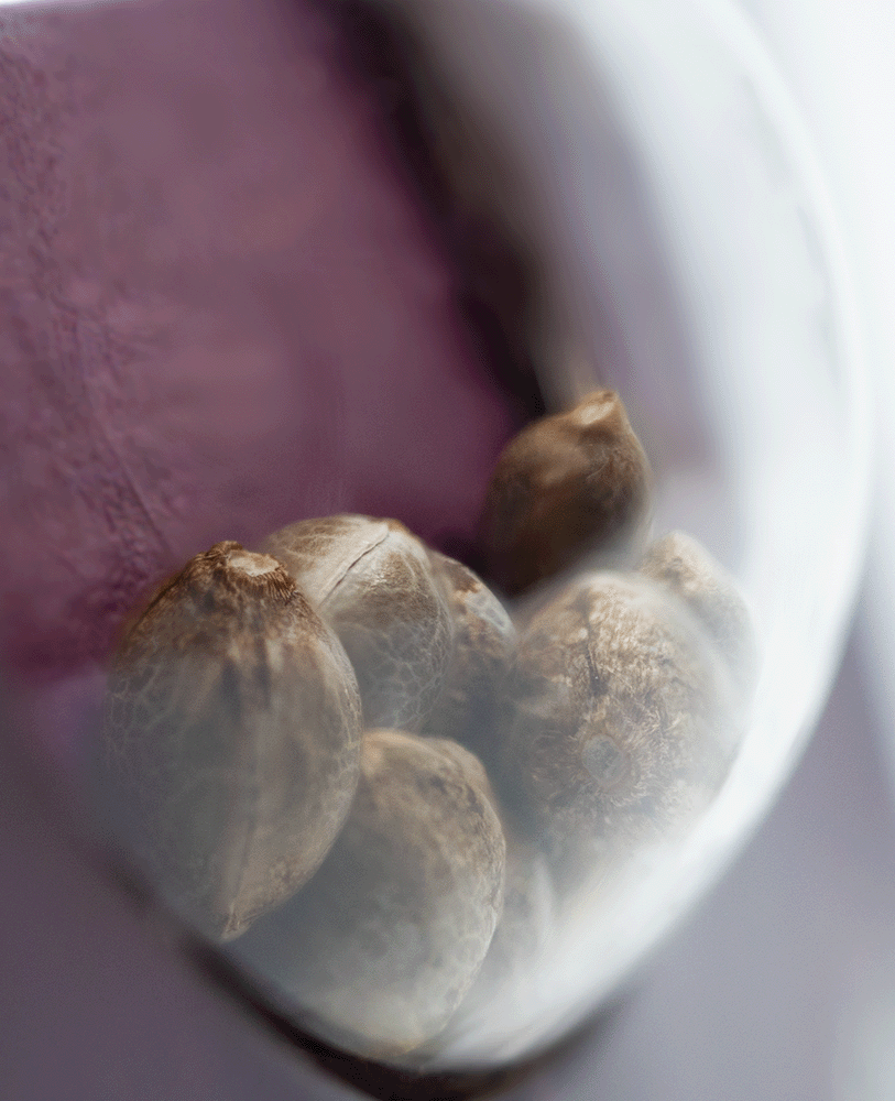 Sensi Seeds Hindu Kush feminisierte Hanfsamen Blüte