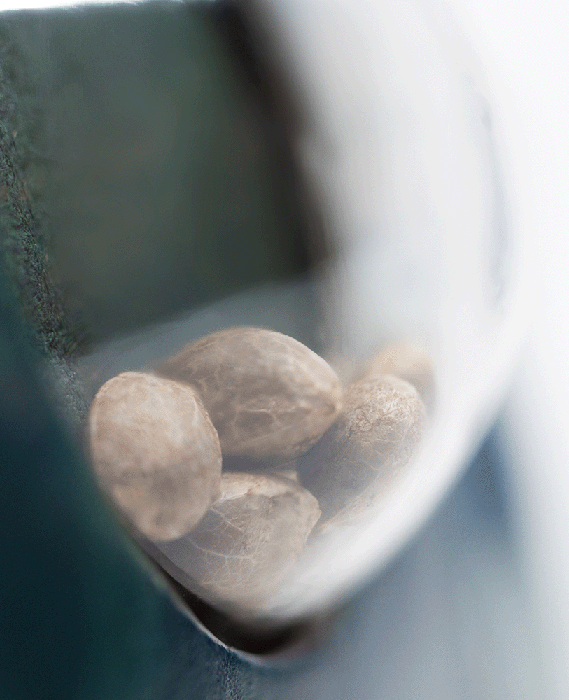 Sensi Seeds Jack Flash #5 reguläre Hanfsamen Blüte