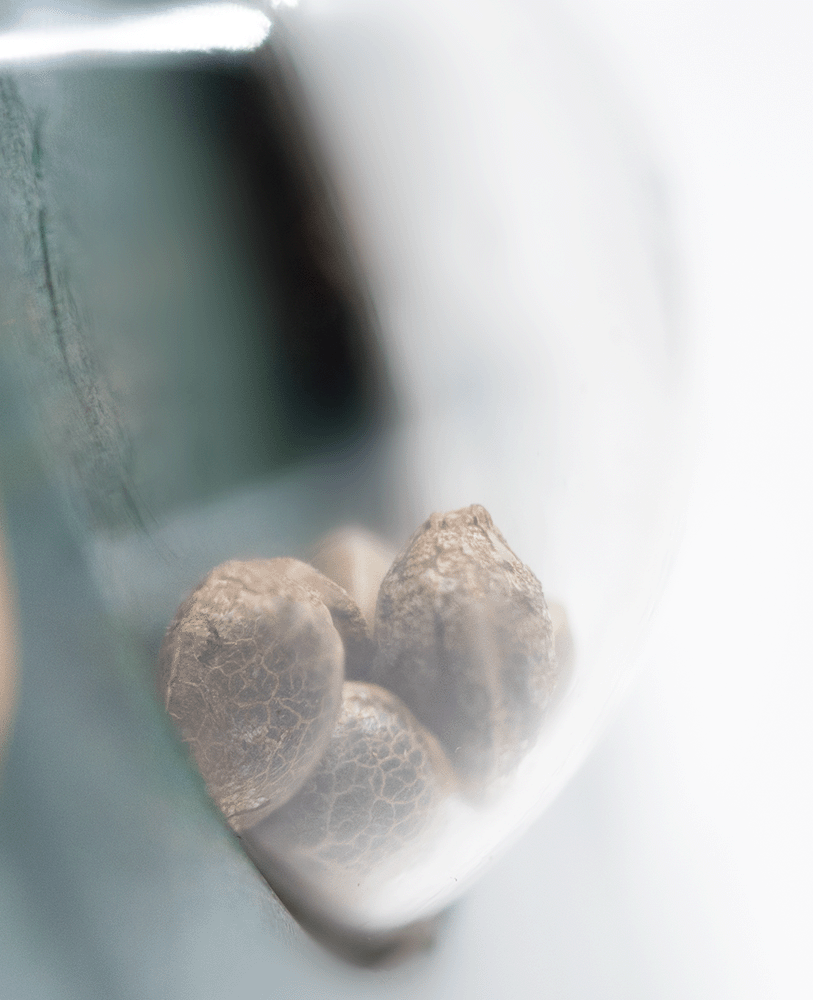 Sensi Seeds Big Bud reguläre Hanfsamen Blüte