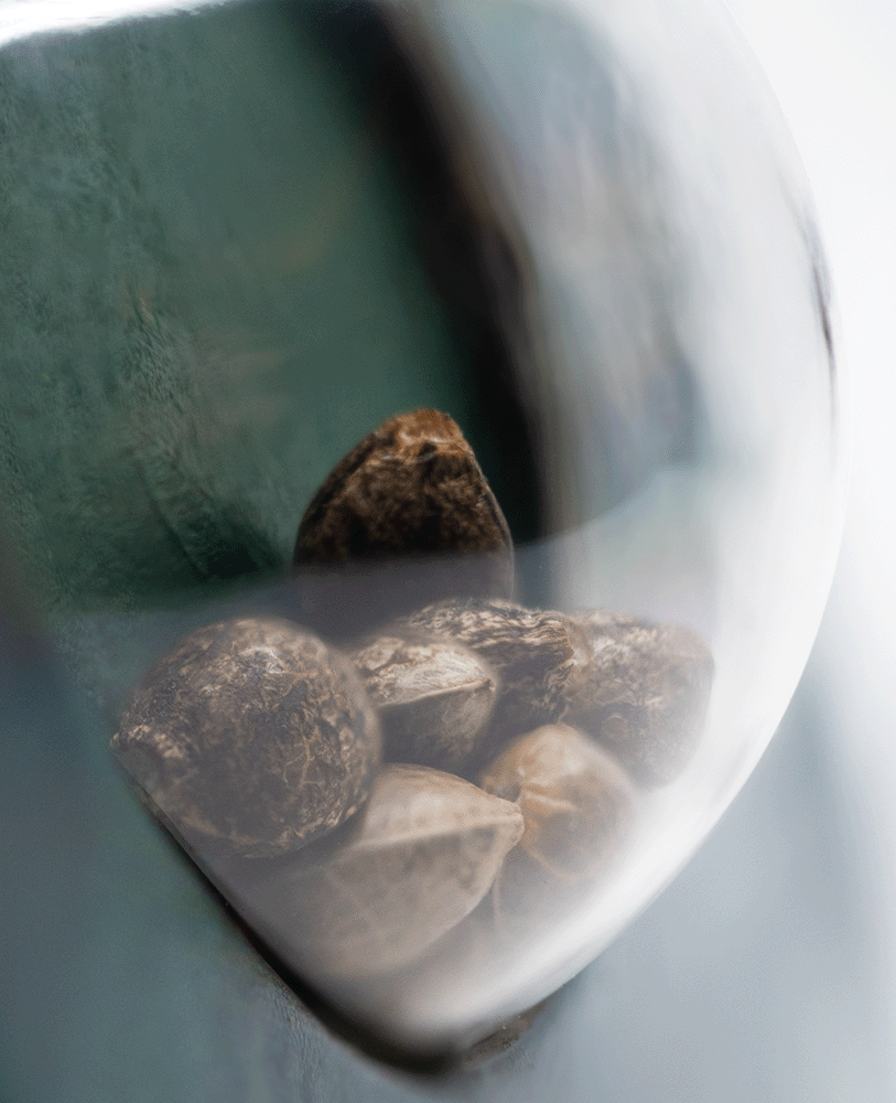 Sensi Seeds Mexican Sativa reguläre Hanfsamen Blüte