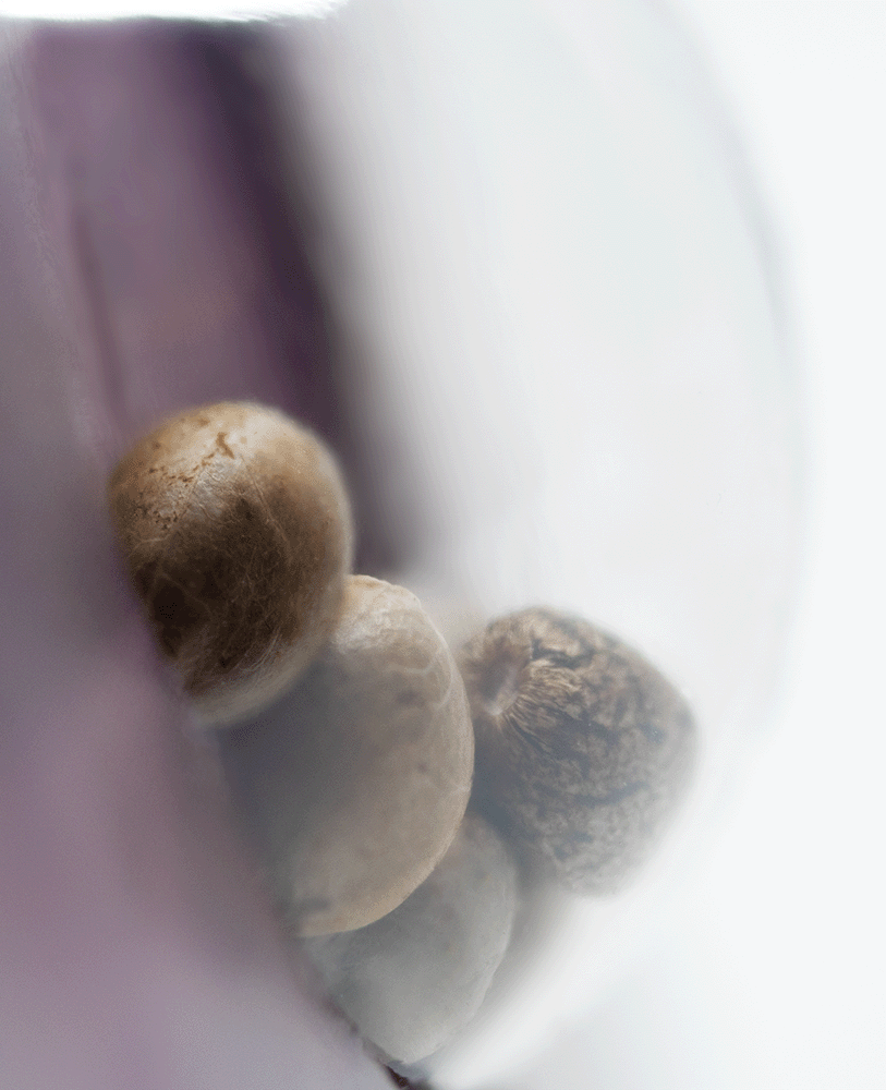 Sensi Seeds Northern Lights feminisierte Hanfsamen Blüte