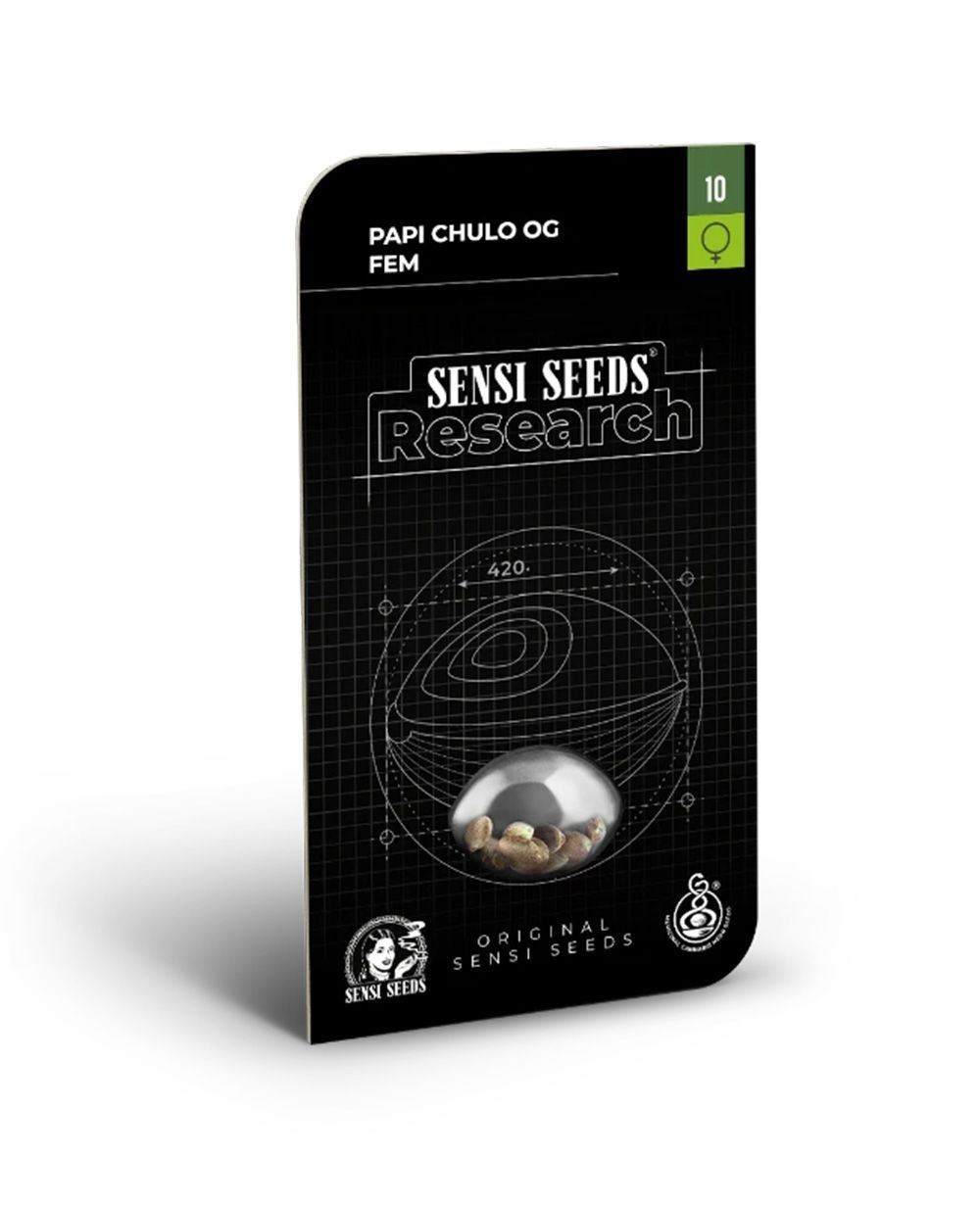 sensi seeds Papi Chulo OG Feminisierte Hanfsamen Cannabisblüte