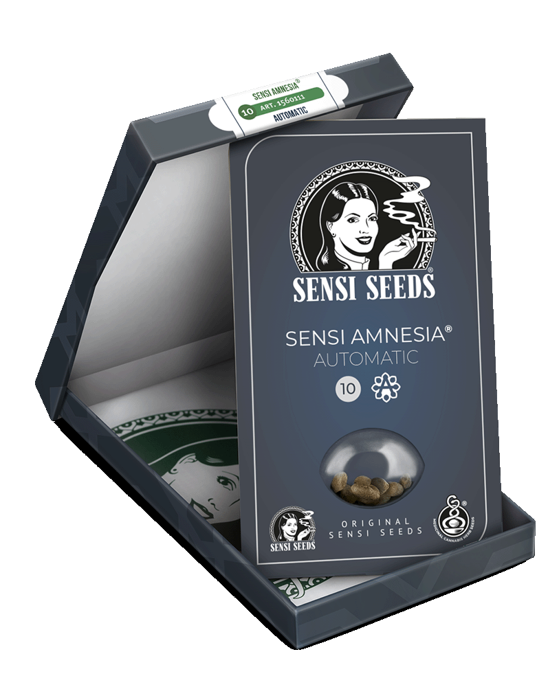 Sensi Seeds Sensi Amnesia automatic Hanfsamen Blüte