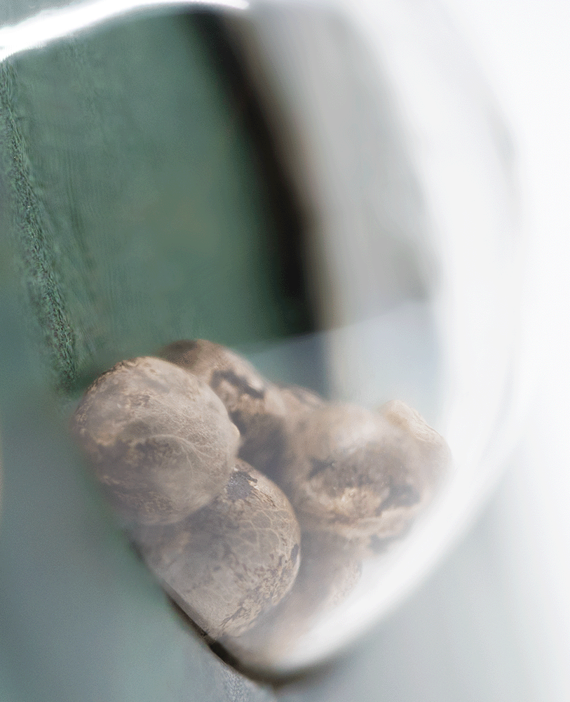 Sensi Seeds Sensi Skunk reguläre Hanfsamen Blüte