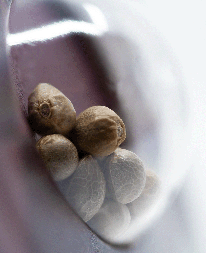 Sensi Seeds Silver Haze feminisierte Hanfsamen Blüte