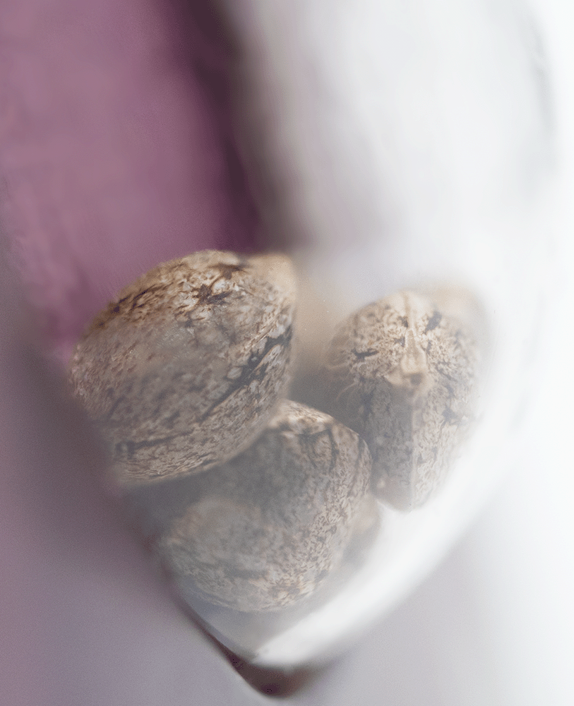 Sensi Seeds Skunk #1 feminisierte Hanfsamen Blüte
