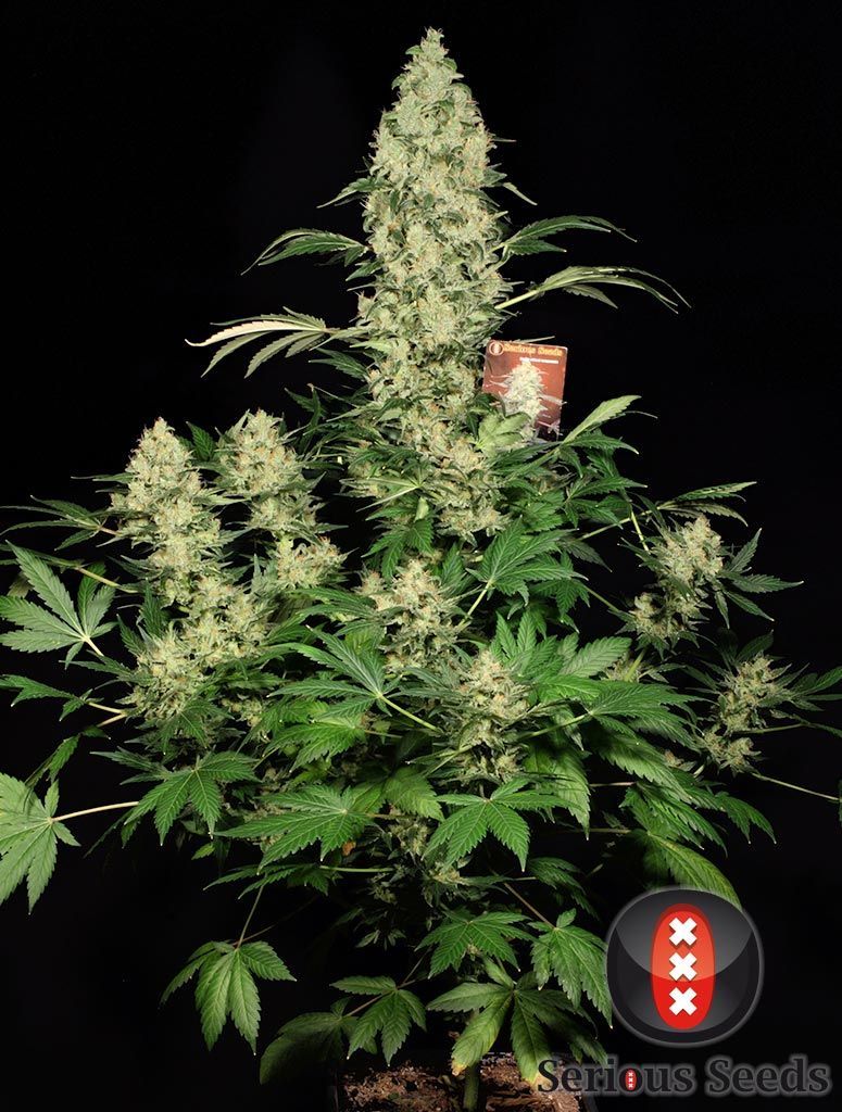 Serious Seeds AK-47 Feminisierte Hanfsamen