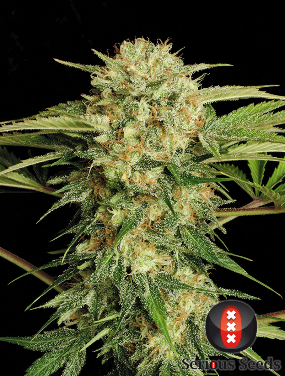 Serious Seeds Motavation feminisierte Hanfsamen