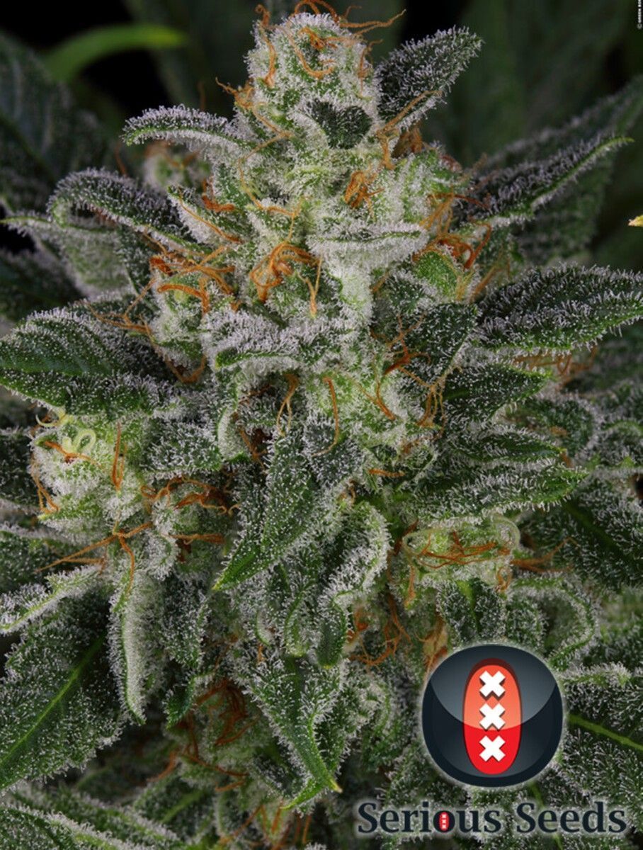 Serious Seeds Serius Kush Feminisierte Hanfsamen