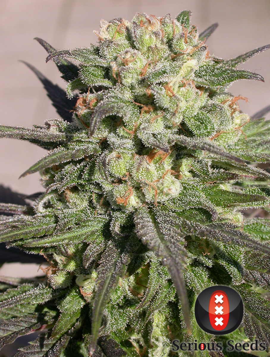 Serious Seeds Warlock Feminisierte Hanfsamen