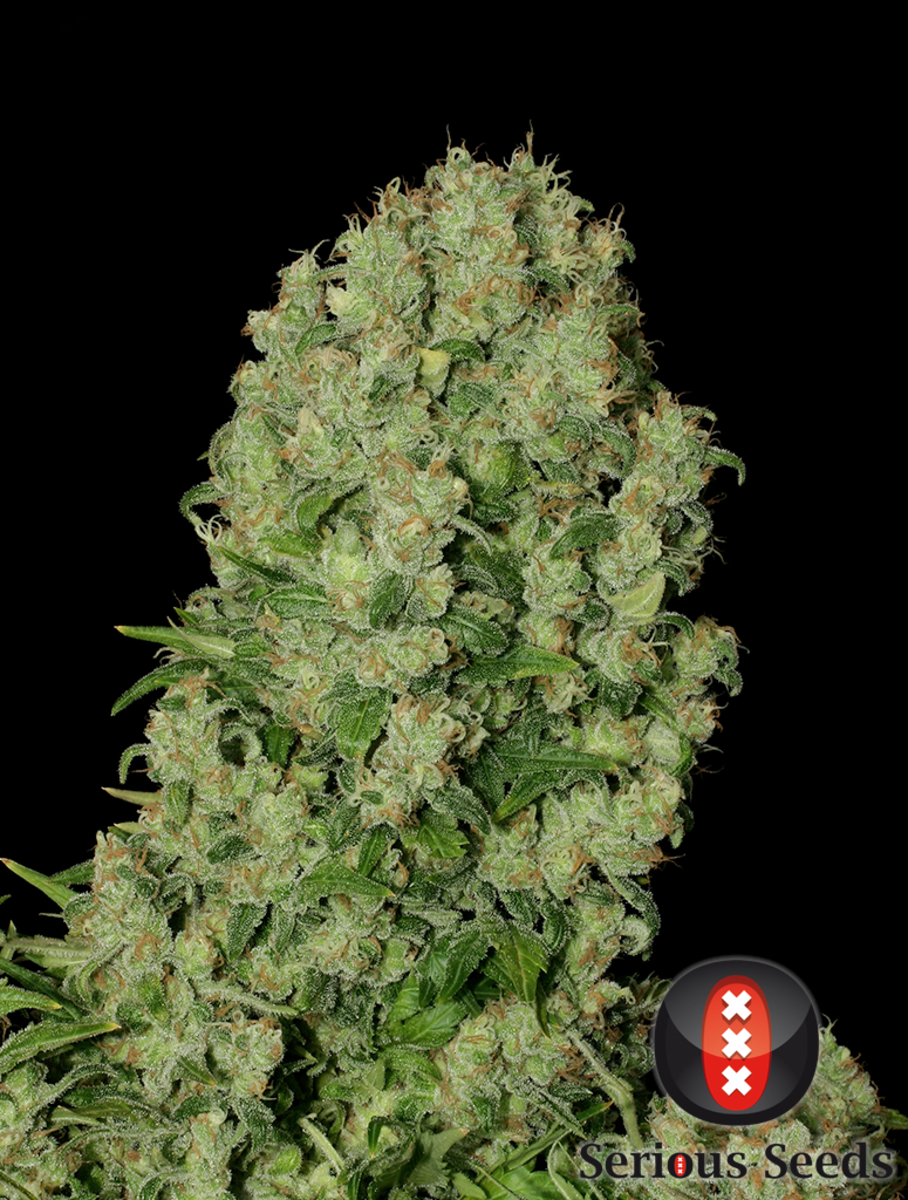 Serious Seeds White Russian feminisierte Hanfsamen