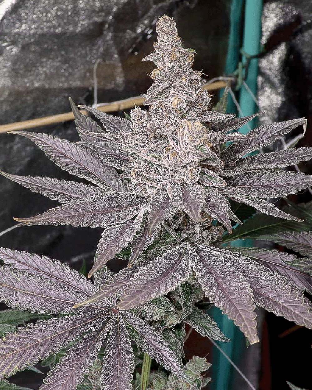 Solfire Gardens Swolfire Feminisierte Cannabissamen Blüte