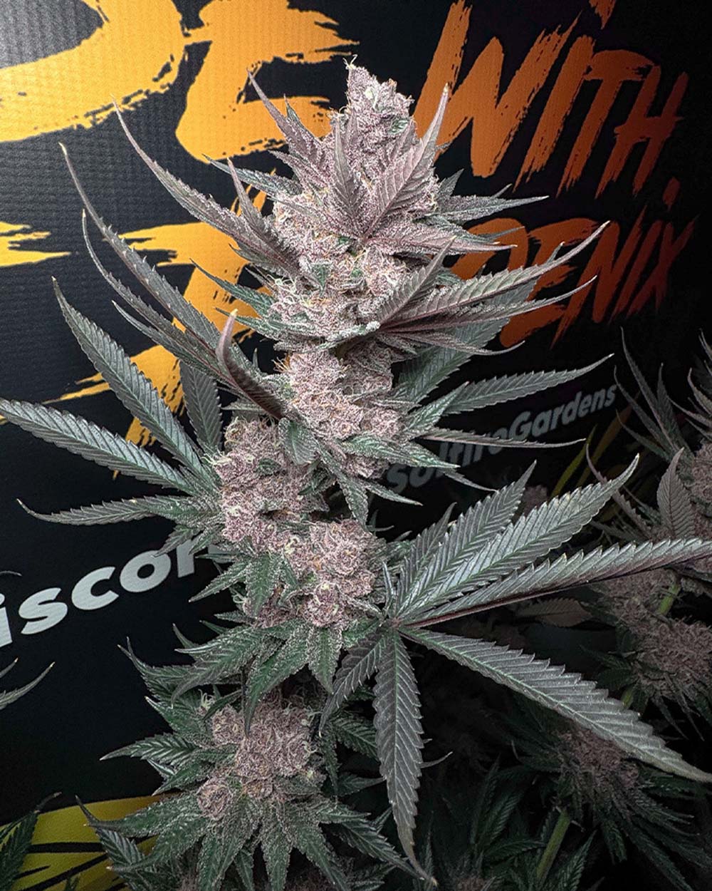 Solfire Gardens The Pulp Father Feminisierte Cannabissamen Blüte
