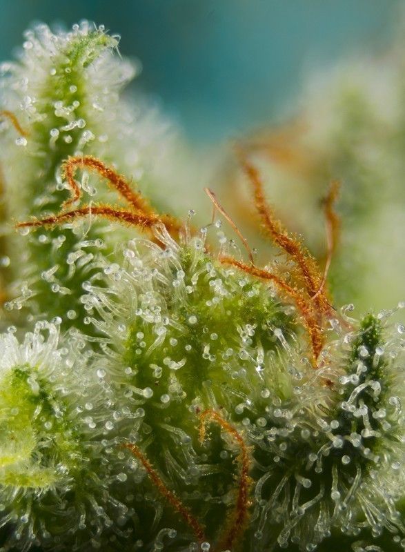 Sweet Seeds Big Devil XL Auto automatic Hanfsamen