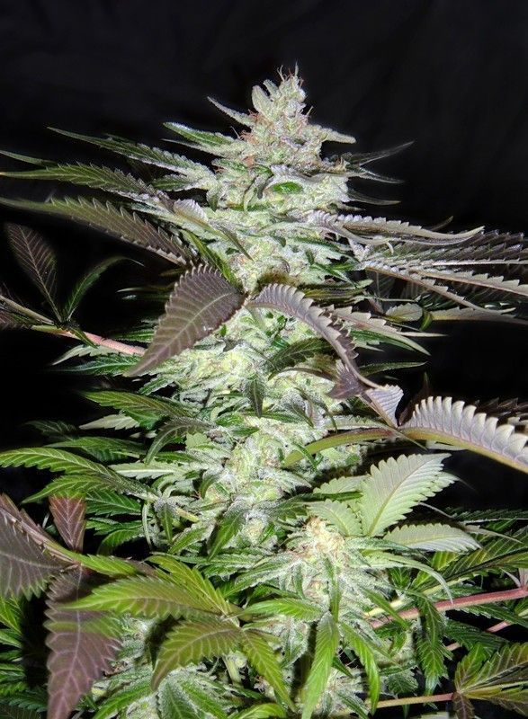 Sweet Seeds Black Jack Feminisierte Hanfsamen