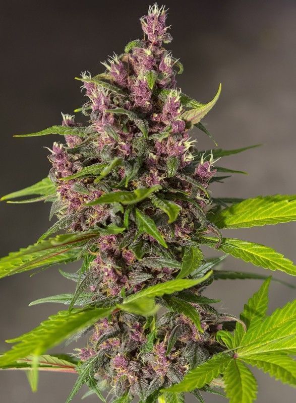 Sweet Seeds Bloody Skunk automatic Hanfsamen