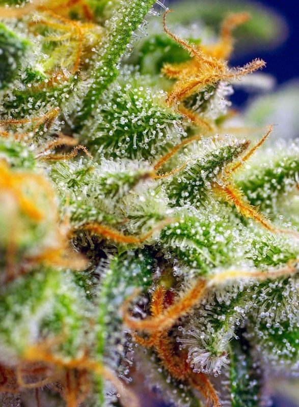 Sweet Seeds Crystal Candy XL automatic Hanfsamen