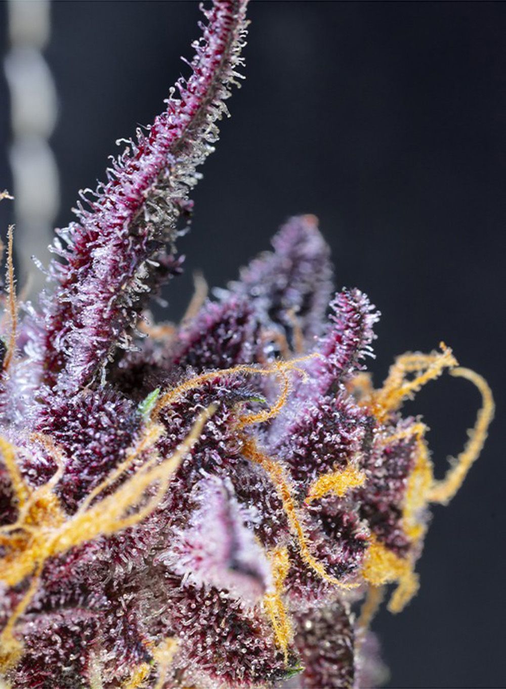 Sweet Seeds Diablo Rojo XL Automatic Hanfsamen Cannabisblüte